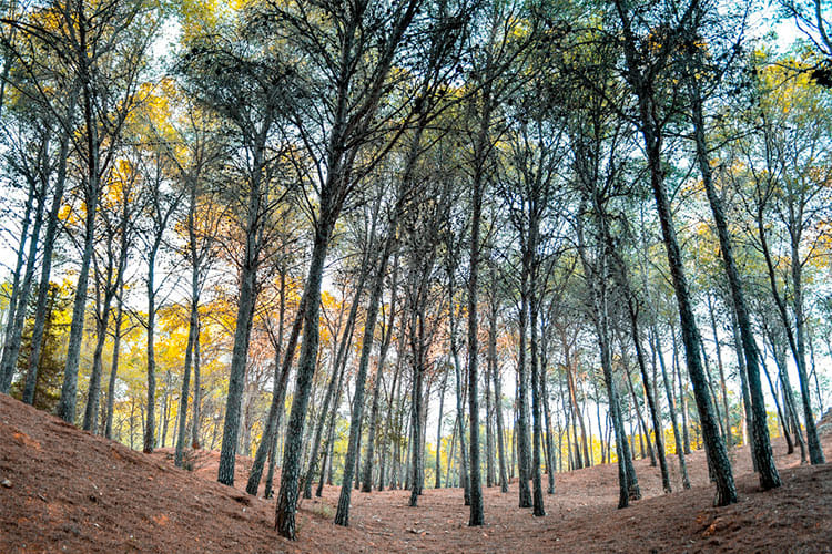 Parque forestal el morlaco