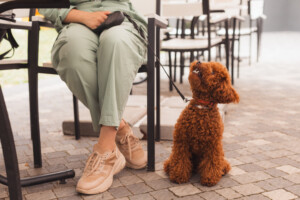 alojamiento pet-friendly malaga viajar con perros