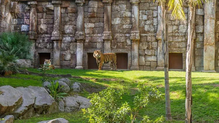 Tiger at the Bioparc impressing the little ones