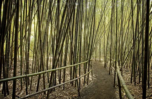 Walk surrounded by bamboo in the garden